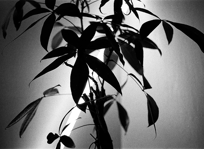 Plants backlit by a tube light in black and white