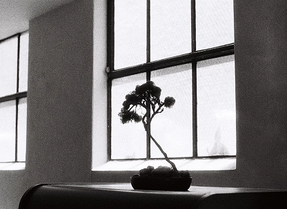 A bonsai tree in a cafe window in black and white
